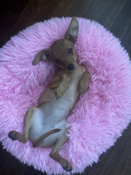 Hotel para Cães
