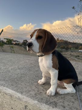 Dog Hotel