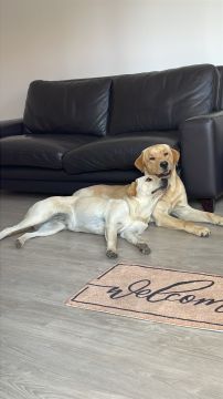 Hotel para Cães