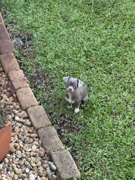 Hotel para Cães