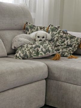 Hotel para Cães