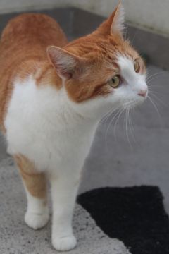 Katzenpfleger