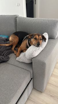 Hotel para Cães