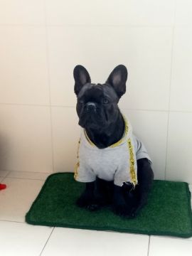 Hotel para Cães