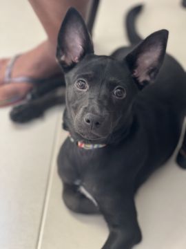 Hospedaje de perros