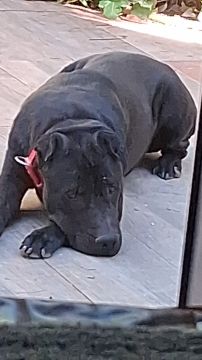 Pension pour chiens