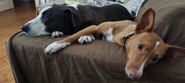 Pension pour chiens