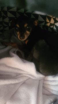 Hotel para Cães