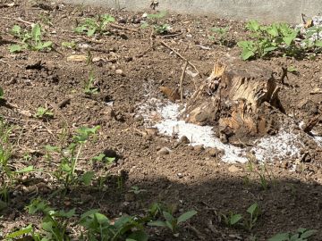 Serviço de Jardinagem