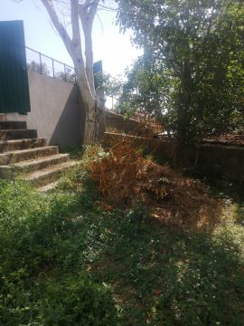 Poda e Manutenção de Árvores
