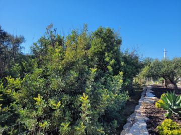 Poda e Manutenção de Árvores