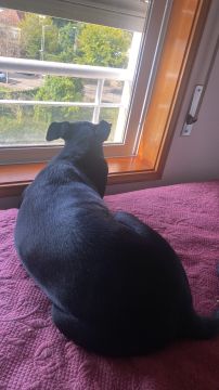 Hotel para Cães - Hotel e Creche para Animais