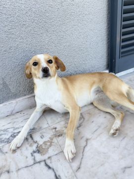Hotel para Cães