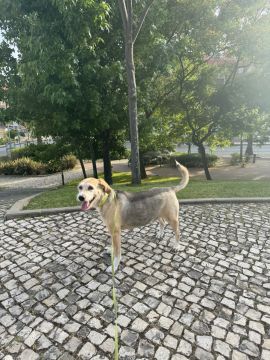 Hundepension