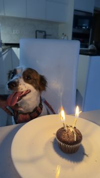 Hotel para Cães