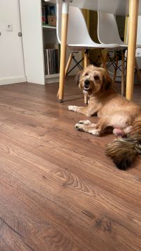 Hotel para Cães
