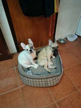 Dog Hotel