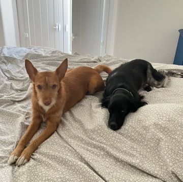 Dog Hotel
