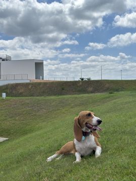 Hotel para Cães