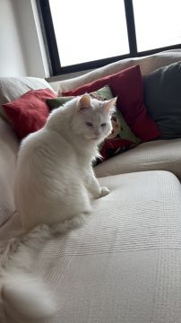 Hotel para Gatos