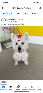 Hundepfleger