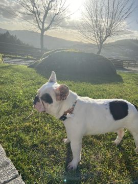 Hotel para Cães