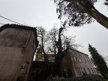 Podador de Árvores