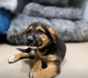 Hospedaje de perros