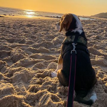 Hotel para Cães