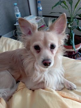 Garderie pour chiens