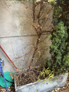 Jardinagem