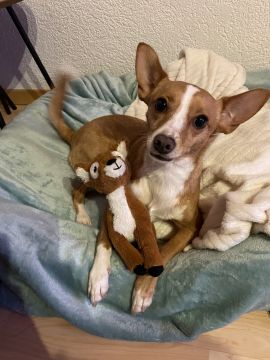 Dog Hotel