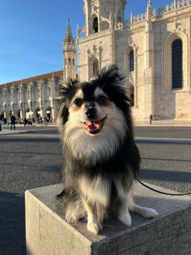 Hotel para Cães