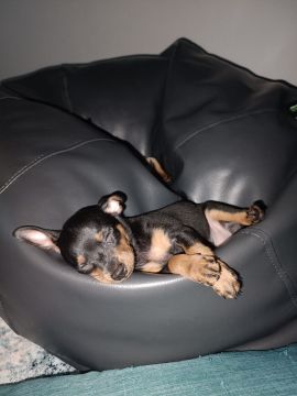 Hotel para Cães