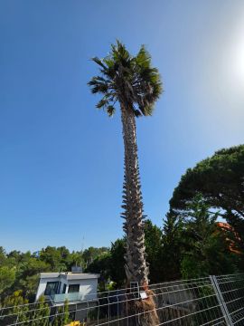 Podador de Árvores