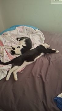 Hotel para Gatos