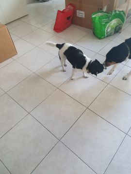 Hospedaje de perros