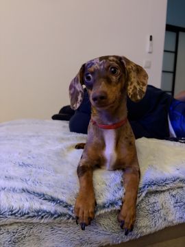 Hotel e Creche para Animais