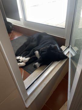 Hotel para Cães - Animais