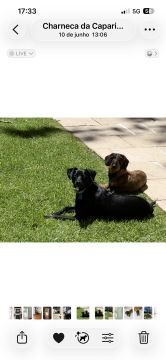 Hotel para Cães