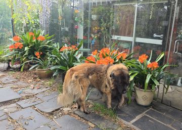 Dog Hotel
