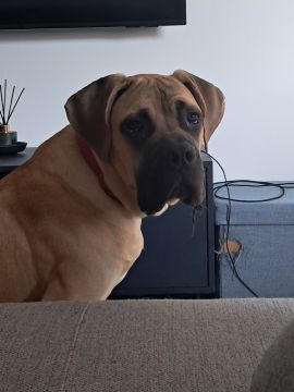 Hotel para Cães