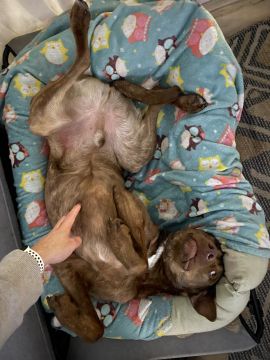 Hotel e Creche para Animais