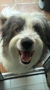 Hotel para Cães