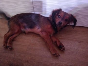 Hotel para Cães