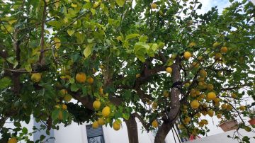 Tree Trimmer