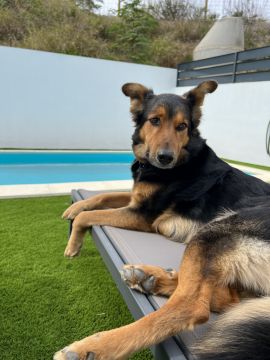 Hundepension