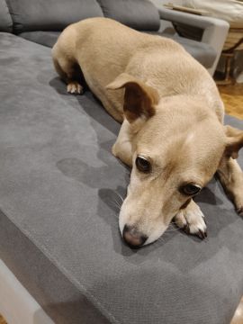 Hospedaje de perros