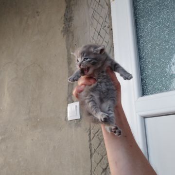 Nicu Ciobanu - Almada - Katzensitter