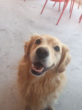 Hotel para Cães